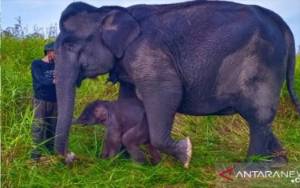 Anak Gajah Sumatera Lahir di Suaka Margasatwa Padang Sugihan