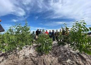 10.000 Hektare Lahan HTI di Teluk Sampit Jadi Lokasi Tanaman Akasia Crassicarpa 