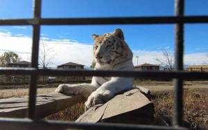 Harimau Tewaskan Petugas Kebersihan Taman Safari Chile