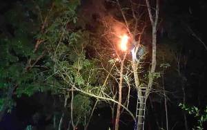 Tawon Mematikan Bersarang di Pohon Samping Rumah, Begini Proses Pemusnahannya