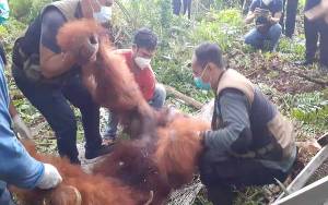 Keliaran di Kawasan Bandara Iskandar, Orangutan Seberat 90 Kg Dievakuasi BKSDA Pangkalan Bun