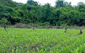 Kecamatan Paku Kembangkan Jagung Hibrida 168 Hektare