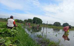 Terendam Banjir, Tanaman Sayur Petani Kobar Terancam Gagal Penen