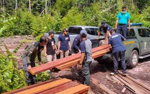 Pelaku llegal Logging di Barito Selatan Ditangkap KLHK