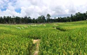 Pertanian Padi Model Subak di Desa Paring Lahung Tunjukkan Perkembangan