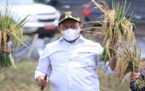 Wakil Gubernur Kalteng: Padi Kaya Nutrisi Pencegah Stunting