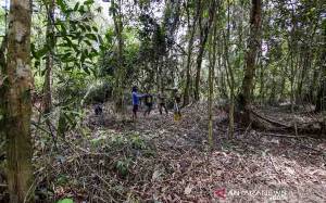 LPHD Temukan Banyak Tanaman Obat di Hutan Desa Bukit Bamba Pulang Pisau