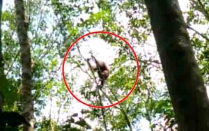 Orangutan Bersama Anaknya Berkeliaran di Kebun Warga Desa Bapanggang Raya