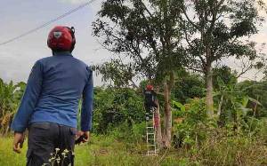 Tawon Mematikan Bersarang di Pohon Mangga Bikin Resah Warga