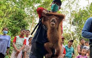 Orangutan Berkeliaran di Balai Desa Bagendang Permai