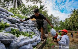 BPDASHL Kahayan Salurkan 52.520 Bibit Pohon Pulihkan Taman Nasional Sebangau