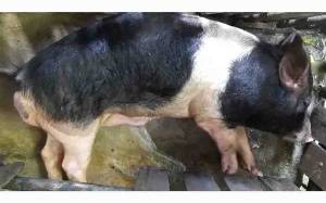 Ratusan Babi Ternak di Kalteng Mati Mendadak