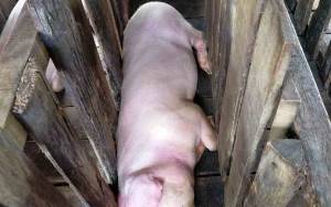 Babi Ternak di Kalteng yang Mati Mendadak Mencapai Ribuan