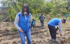 Dinas Pertanian Targetkan Luas Tanam Jagung 31 Hektare di Kecamatan Paju Epat
