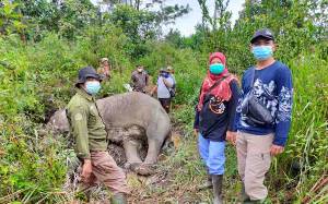 KLHK Temukan Gajah Sumatera yang Mati Akibat Malnutrisi