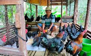 Menginspirasi Warga, Kades Tewah Pupuh Mulai Kembangkan Ayam Kampung Super