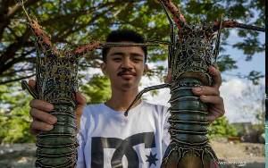 KKP Sebut Telah Berhasil Majukan Inovasi Teknologi Budidaya Lobster