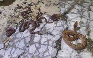 Belasan Ekor Ular Viper di Desa Teluk Bogam Ditangkap
