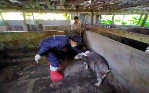 Pengendalian Demam Babi Afrika Terus Diupayakan di Kalteng