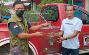 Warga Desa Karang Sari Serahkan Burung Takur Tutut ke Petugas BKSDA