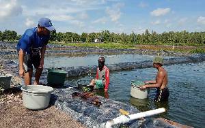 Instalasi Budidaya Ikan Lokal Lahan Gambut  Siap Pasarkan Benih Ikan Patin