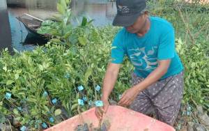 Kelompok Tani di Desa Sei Hambawang Terima Bibit Pohon Jeruk