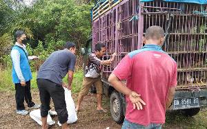34 Kelompok Ternak di Barito Timur Terima Bantuan Ayam Kampung