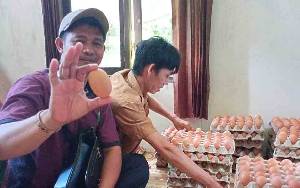 Bantuan Ayam Petelur di Desa Betang Nalong Sudah Produksi 100 Persen