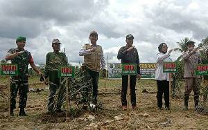 Petani di Saka Lagun Tanam Perdana Bibit Pisang Unggul Dukung Food Estate