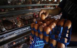 Kemendag Sebut Harga Bahan Pokok Telur Turun Setelah Tahun Baru