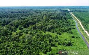 Kementerian LHK Cabut Izin Pelepasan Kawasan Hutan, bukan HGU