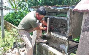 BKSDA Evakuasi Burung Kangkareng Hitam Temuan Warga Sampit
