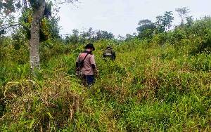 Lokasi Penemuan Mayat di Dusun Teluk Tewah Diduga Habitat Biawak