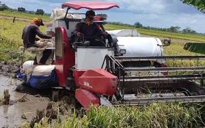 Padi Varietas Hibrida Supadi 89 di Kecamatan Bataguh Mampu Hasilkan 7 Ton Gabah per Hektar