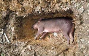 Demam Babi Afrika, Peternak Babi di Luwuk Bunter Rugi Ratusan Juta