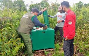 BKSDA Pasang Perangkap Beruang Lebih Besar dan Kokoh di Lingkar Kota Sampit