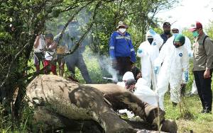 BBKSDA Sumut Temukan Dua Ekor Gajah Mati di Langkat
