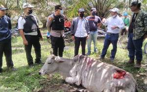 BBKSDA Sumut Tangani Konflik Harimau Serang Ternak di Simalungun
