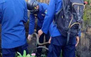 Bikin Merinding, King Kobra Sembunyi di Taman Rumah Warga Sawahan Sampit