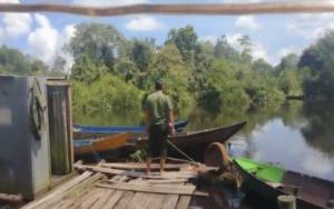 Setelah Serang Manusia, Sebanyak 6 Ekor Buaya Sungai Sampit Menampakkan Diri