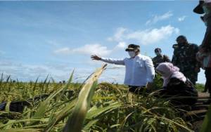 Pemprov Beri Perlindungan Pertanian di Kalteng dengan Asuransi