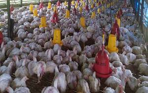 Harga Ayam Potong di Palangka Raya Naik Hingga Rp40 Ribu per Kg