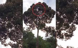 Orangutan Membuat Sarang di Pohon Durian Milik Warga Desa Batuah