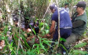 Dramatis! Orangutan di Desa Batuah Sempat Lari ke Rawa saat Evakuasi