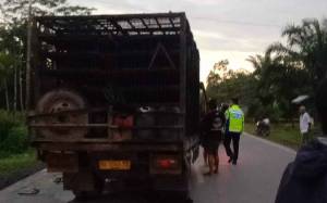 Truk Fuso dan Truk Pengangkut Ayam Terlibat Kecelakaan di Kapuas, 1 Orang Tewas