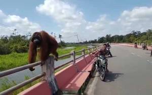  Seekor Orangutan Terlihat Berjalan Santai di Jembatan Layang Pangkalan Bun - Kolam