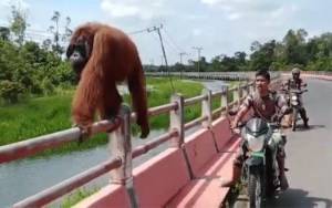 VIDEO: Orangutan Berjalan di Pagar Jembatan Layang Kotawaringin Lama