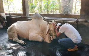 Dedi Mulyadi Menangis Lepas Sapi-sapi Kesayangannya untuk Kurban