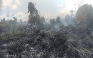 Hutan di Tumbang Bulan Katingan Dekat TN Sebangau Hangus Terbakar
