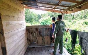 Warga Bapanggang Raya Kembali Laporkan Orangutan Mendekat Permukiman